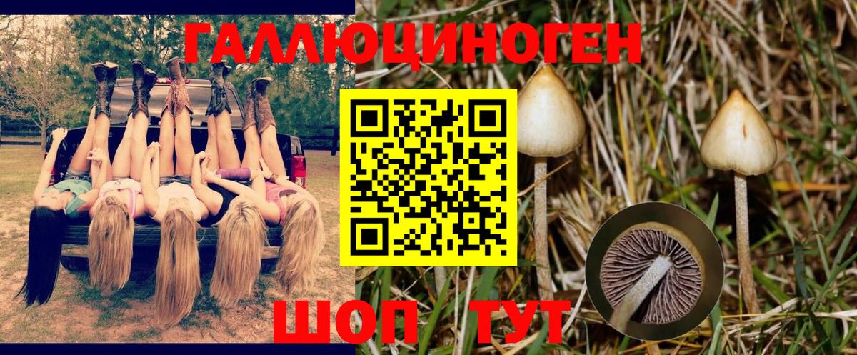 Галлюциногенные грибы Psilocybine cubensis Тихвин